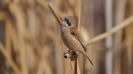 Eurasian Penduline Tit bird on the branch