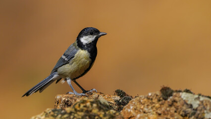 great tit bird on the rock