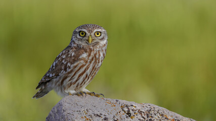 Little Owl on the rock and look to me
