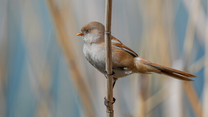 Bearded Reedling bird on the branch