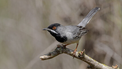 Rüppell`s Warbler bird oın the branch
