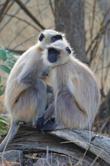 Northern Plains Grey Langur (Semnopithecus entellus), gray langurs, sitting, Ranthambhore National Park, Rajasthan, India.