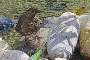 Long-billed Thrush (Zoothera monticola), beside a stream,  Jim Corbett National Park, Uttarakhand, India.