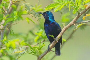 Purple Sunbird (Cinnyris asiaticus), male perched in a bush, Ranthambhore National Park, Rajasthan, India.