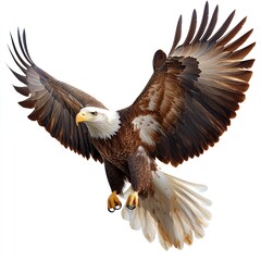 Obraz premium Majestic Bald Eagle in Flight Wings Spread Wide Isolated on White Background