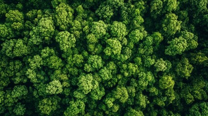 Naklejka premium A drone-captured aerial shot of a lush green forest. Nature carbon sink at work, promoting environmental sustainability and CO2 absorption