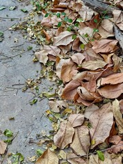 autumn leaves on the ground