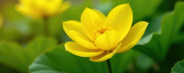 Fototapeta premium Petals of Nuphar lutea yellow flower unfolding, yellow, bloom, leafy
