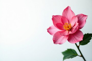 Simple and elegant white background with a bloom, color, botanical