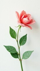 Simple and elegant flower on white background, minimalist, straightforward, plant