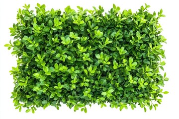 Obraz premium Top view green hedge for landscaping isolate on white background