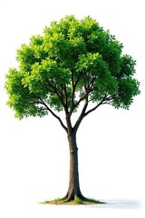 Simple isolated tree on a white background with branches stretching upwards, foliage, trunk, forest