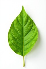 Obraz premium Simple yet striking isolated leaf on white background showcasing its form, leaf shapes, nature elements, detail photography