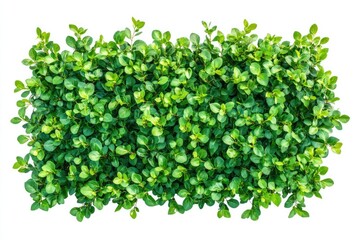 Obraz premium Top view green hedge for landscaping isolate on white background