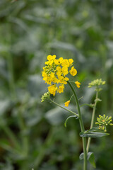  Yellow Rapeseed Flower Blooming in a Green Field