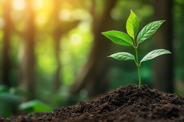 A young plant growing in the soil, with green leaves on a blurred background of a forest.