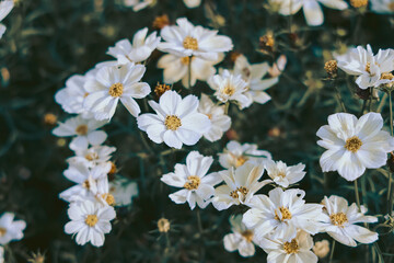 Close-Up of White Flowers in a Natural Outdoor Setting