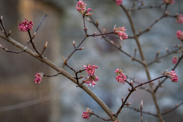 Flower buds of arrowwood. Arrowwood Dawn (Viburnum Bodnantense) in bloom. Winter snowball background. Early spring.