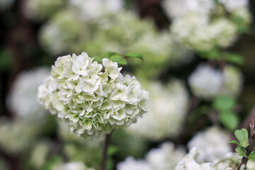 a Beautiful White Hydrangea Blooms Among Roses