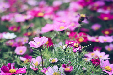 Obraz premium a Pink and white cosmos flowers in garden. Cosmos bipinnatus in Full Bloom