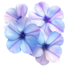 Gentle Blue Flowers On A White or transparent Background.