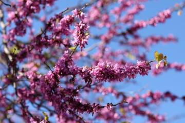Closeup of Judas tree pink flowers.
Cercis canadensis purple blossom in sunny day. 
