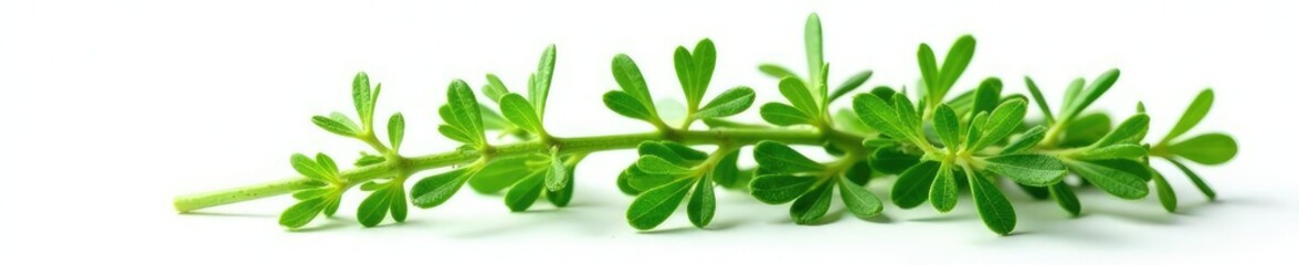 Obraz premium bunch of fresh thyme leaves isolated on white background, plant, sprigs, herb