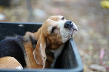 Beagle Resting Peacefully in Container Outdoors in Natural Setting