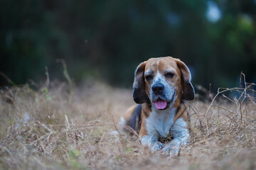 Dirty Face Beagle Dog Relaxing on a Grassy Field Outdoors in Nature