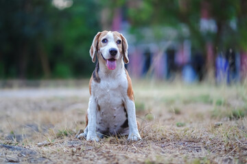 Happy Beagle Dog Sitting Outdoors in a Natural Environment