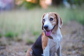 Beagle Dog Sitting Outdoors with Tongue Out at Sunset