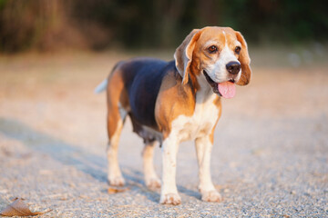 Friendly Beagle Dog Enjoying the Outdoors in a Natural Setting
