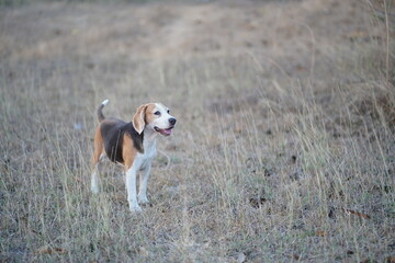 Beagle Stands in an Open Field Observing Its Surroundings Curiously