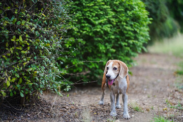Beagle Dog Standing Outdoors on a Path Surrounded by Green Vegetation
