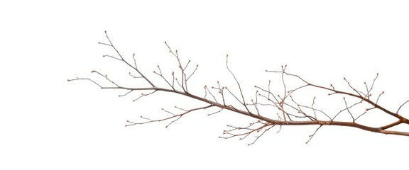 Delicate, bare branches isolated against a pure white backdrop, nature, stark
