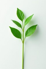 Fototapeta premium Simple green plant stem against white surface, foliage, simple