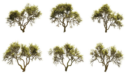 Vector arid trees set, aerial view, transparent backgrounds, PNG, dry nature, deadwood, leafless branches, parched earth, desert flora, eco concept, wilderness, drought effect