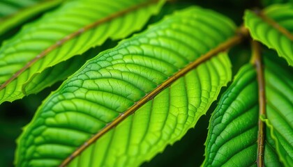 Vibrant green leaves, intricate details, sharp focus,  plant life, design