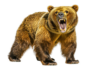 Fototapeta premium Ferocious Grizzly Bear Baring Teeth in Aggressive Stance