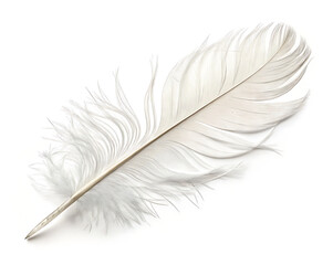 Obraz premium Close up shot of a single white feather lying on a white background