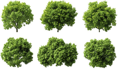 Aerial view of large green trees isolated on transparent background, 3d render png, nature elements, forest canopy, eco-friendly trees, environmental design, nature background