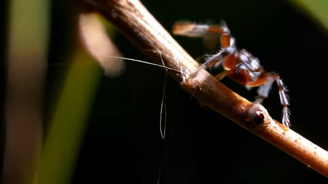 Close-up of a spider on a branch weaving silk, captured in dramatic lighting against a dark natural background

