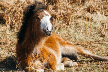 Little wild foal on Wales