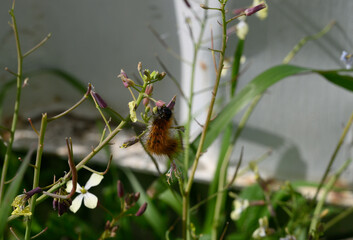 Buzzing bee collects nectar from wildflowers on a sunny afternoon in a vibrant garden full of life and color