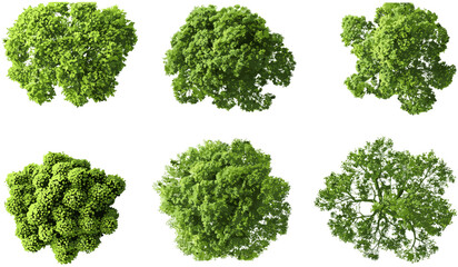 Big green trees vector, top view cut out, transparent background, eco-friendly design, green nature, landscape, greenery, outdoor scene, forest foliage, environmental illustration