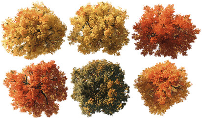 Autumn vector top view, isolated large tree shapes, fall season, nature landscape, autumn forest, autumn leaves background, seasonal tree silhouettes, forest in autumn, nature trees