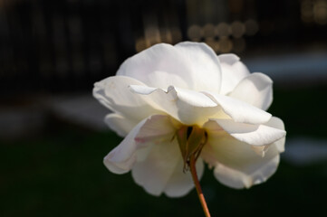 White rose blooms gracefully in sunlight, showcasing delicate petals against a blurred background of greenery