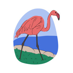 Flamingo near water sign or vector flying bird with pink feather or long leg in tropical wetland habitat. Flying exotic wildlife illustration stand near zoo lake or pond. Fauna with beak. Wild nature