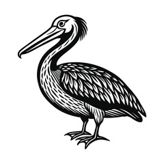 Pelican vector illustration, hand drawn style, detailed vector, monochrome design, isolated on a white background