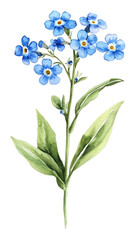 PNG A Myosotis flower wildflower flowers illustration watercolor.